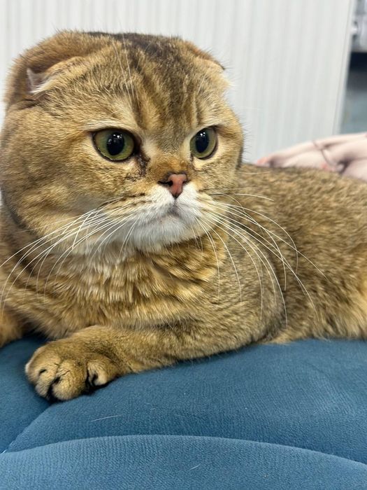 Шотландская вислоухая золотая тикированная  шиншилла