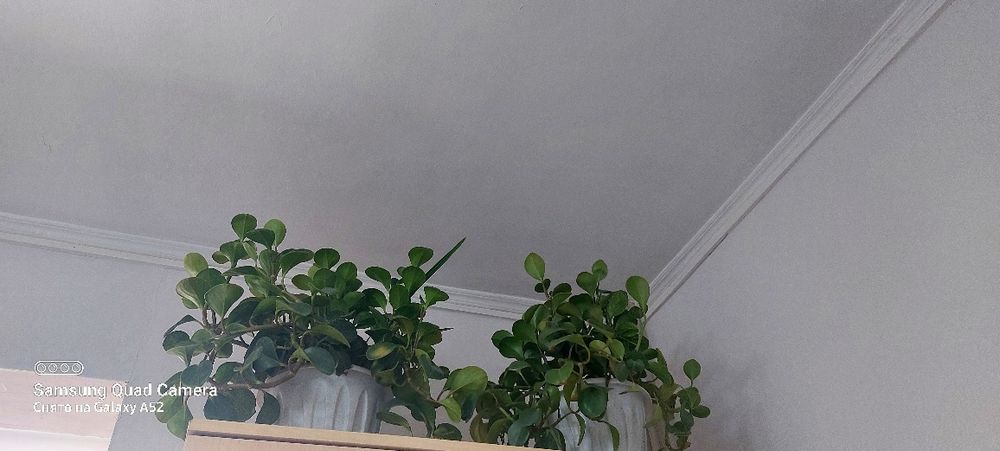 цветы горшоктағы гүлдер