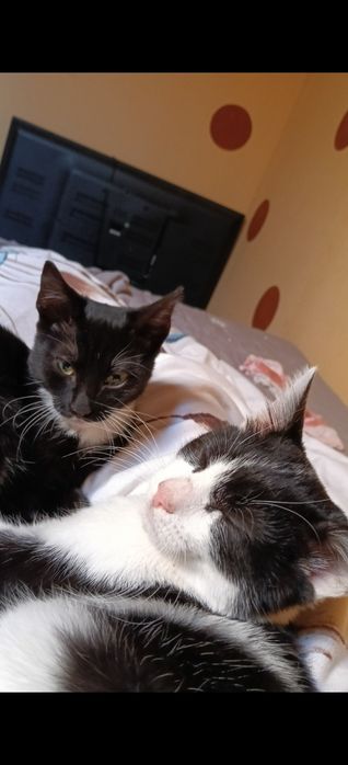 Ofer spre adoptie pisoi draguti stapanilor responsabili