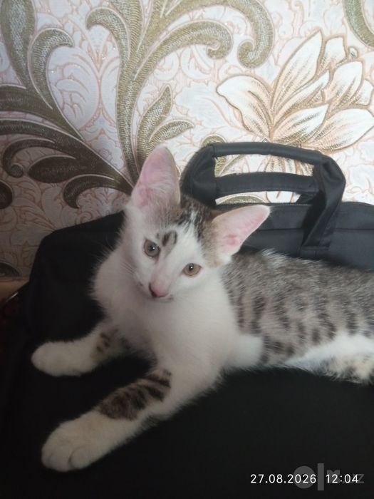 Котята бесплатно