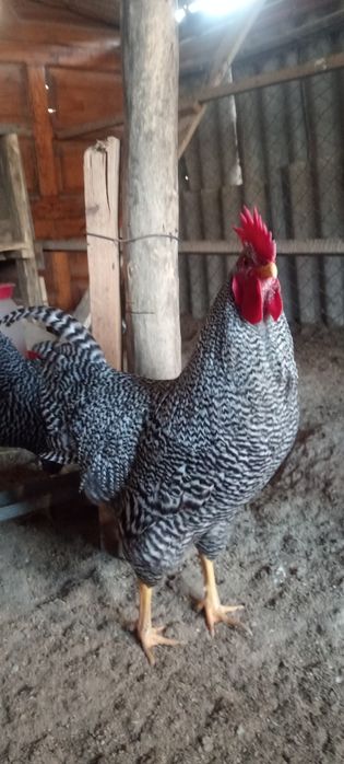 Амрокс Петух қораз