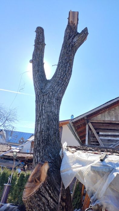 Trunchi nuc cu autorizatie de taiere.