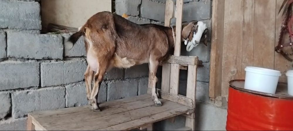 Нубийский салынды ешкі сатылады