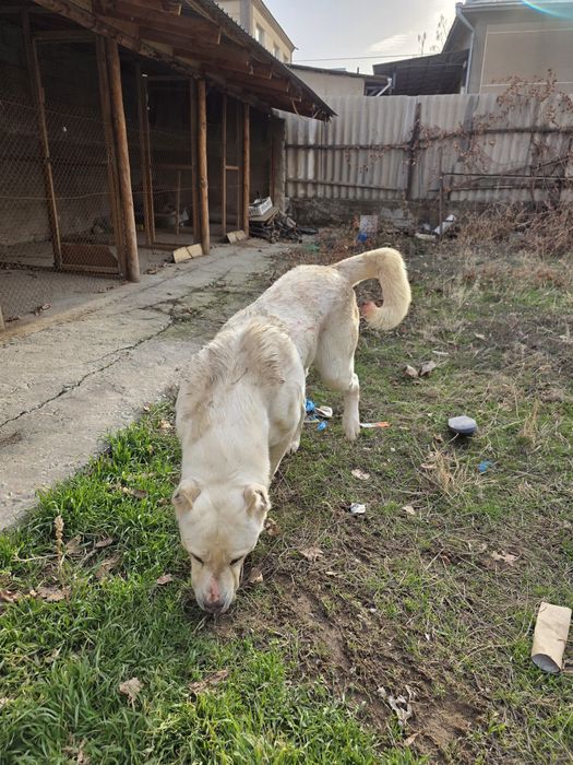 Продаются взрослые собаки