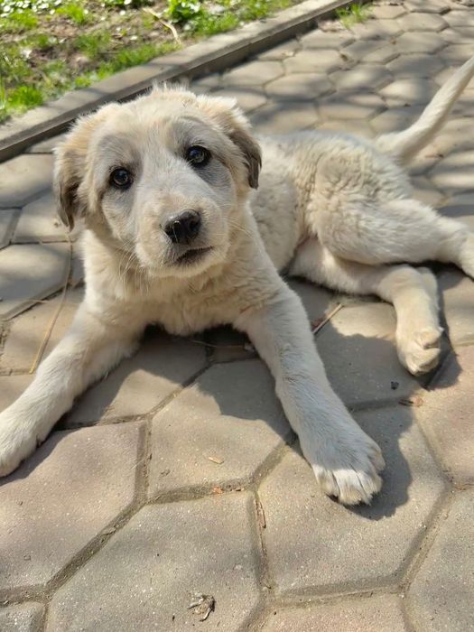 Отдам бесплатно щенка