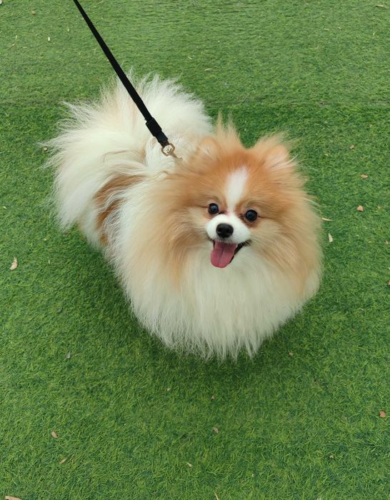 Продается померанский шпиц