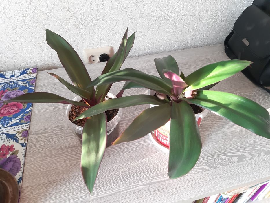 Комнатные цветы по 1500 тг