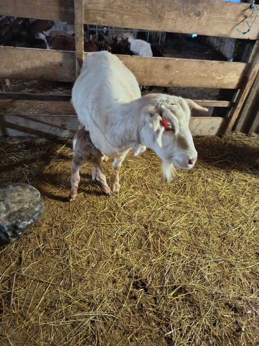 Vând capre sanen și metis