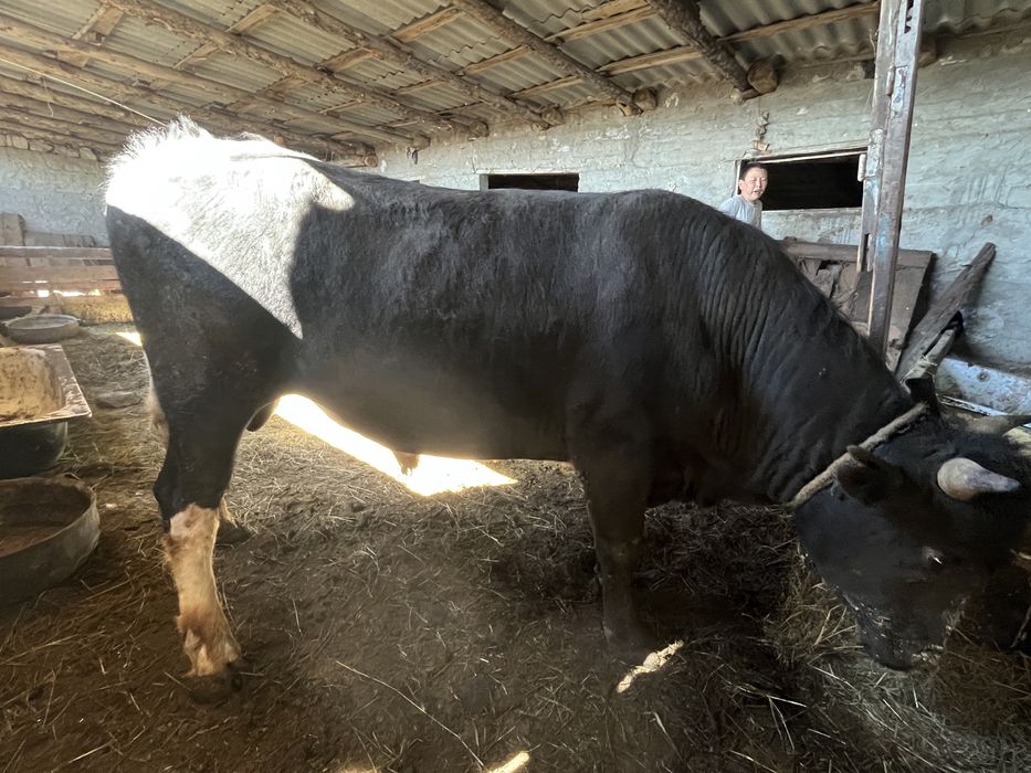 Бык 3 лет на откорме