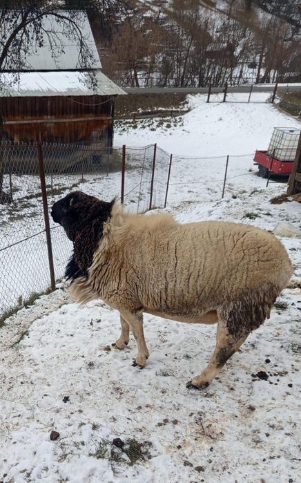 Vând oaie  Texal si un berbec Dorper