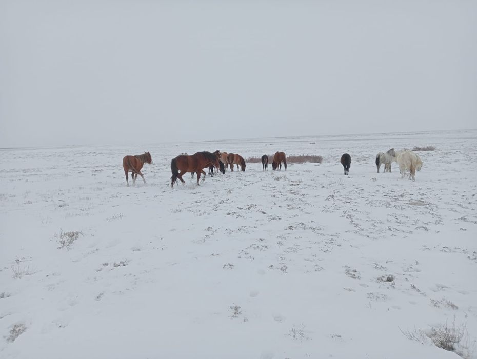 Жылқы үйірімен сатылады