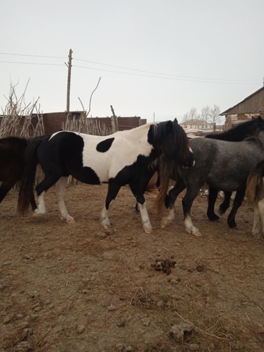 Продам жеребцов.