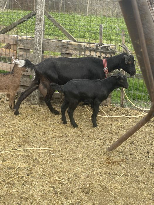 Capra metis de alpin cu anglo nubian cu un ied si o iada