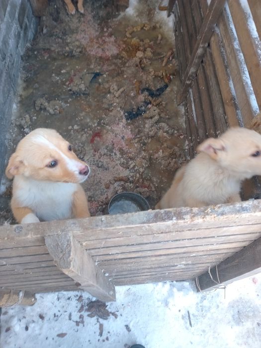 Срочно ищем дом щенкам