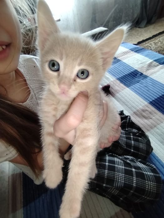 Продам милых котиков