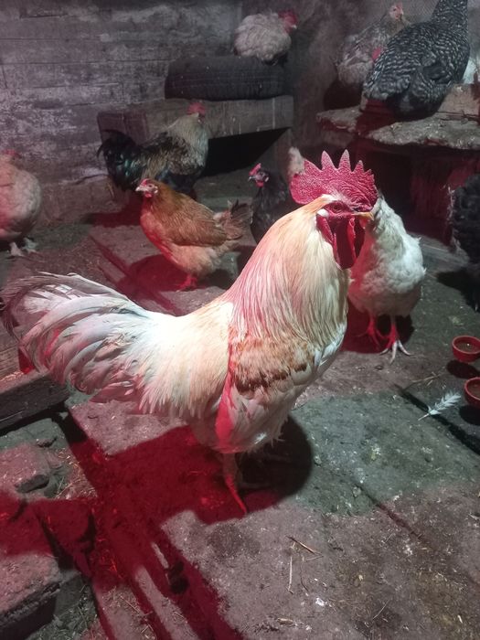 Молодые петушки живые