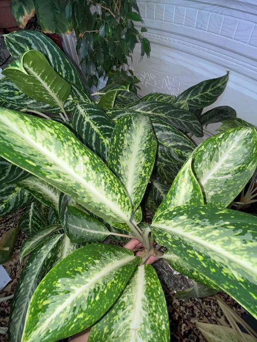 Аглаонема, драцена