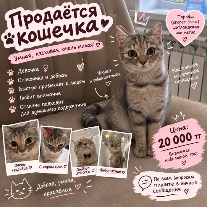 Котенок умная герлл