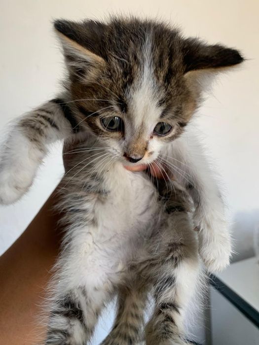 Котик в добрые руки.1 месяц .