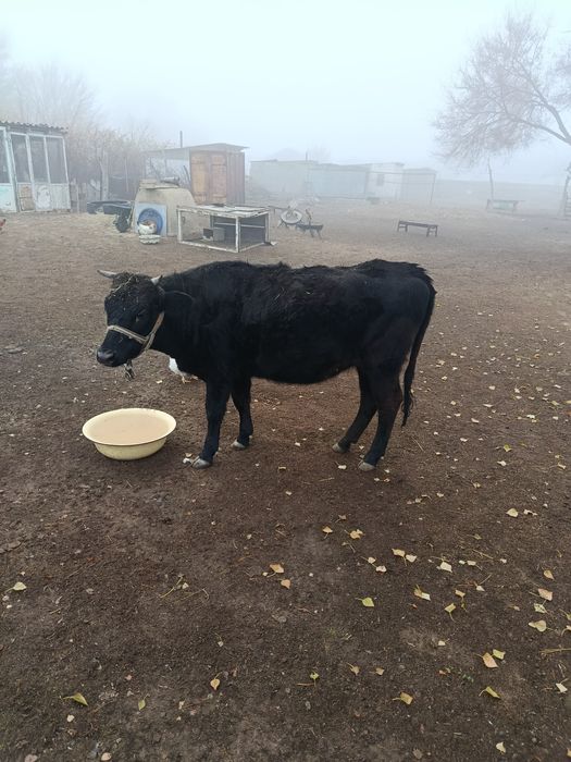 құнажын сиыр сатылады