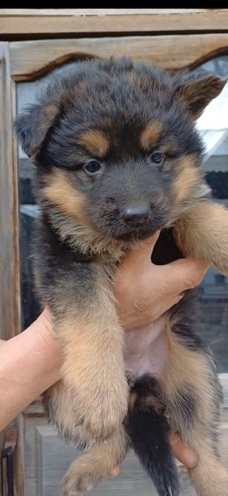 Продаётся щенки Немецкой Овчарки.