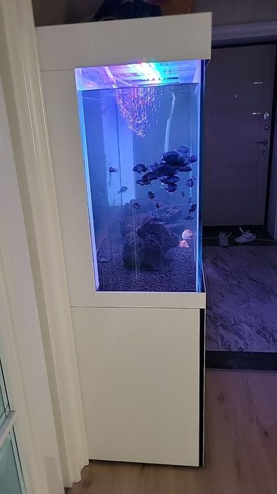 Clear aquarium sotiladi