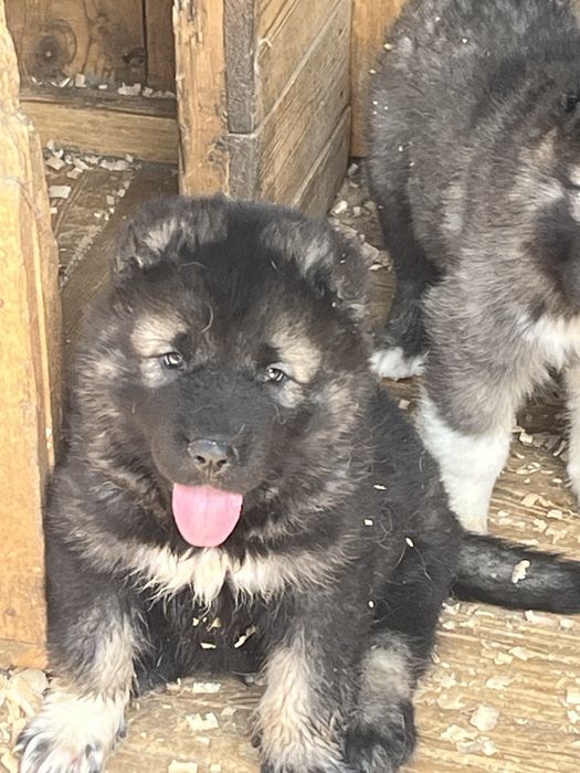 Щенки кавказской овчарки