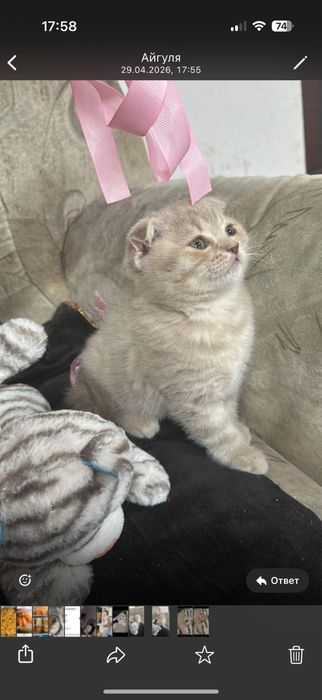 Шотланский котёнок скоттиш фолд