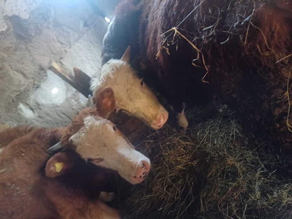 Қарамал сатылады