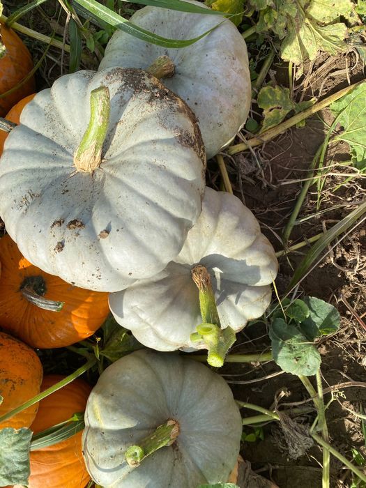 Dovleci de vanzare !