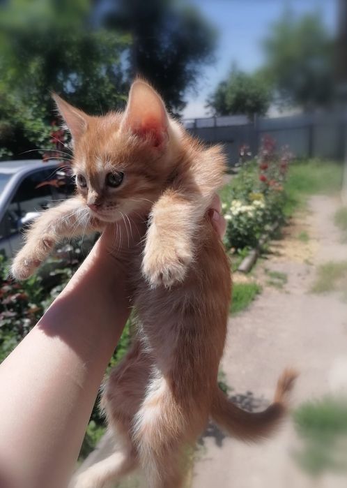 Отдам котят в очень хорошие руки