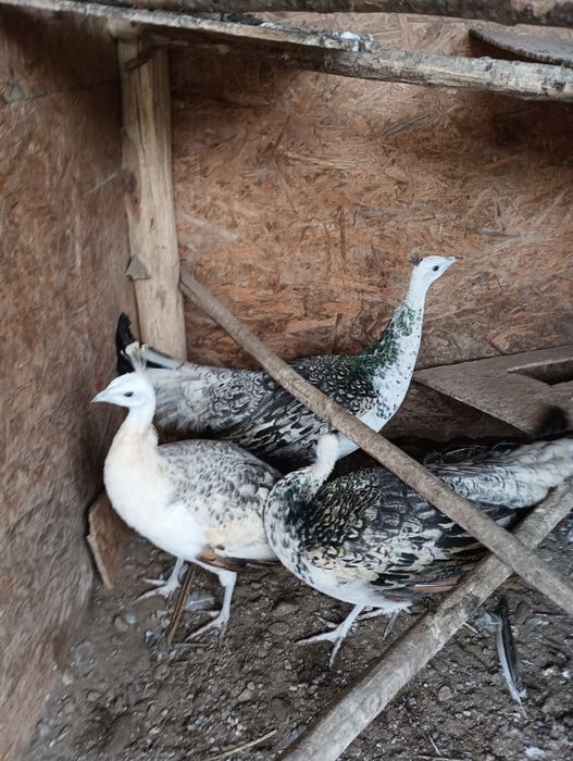 Vând păuni umăr negru