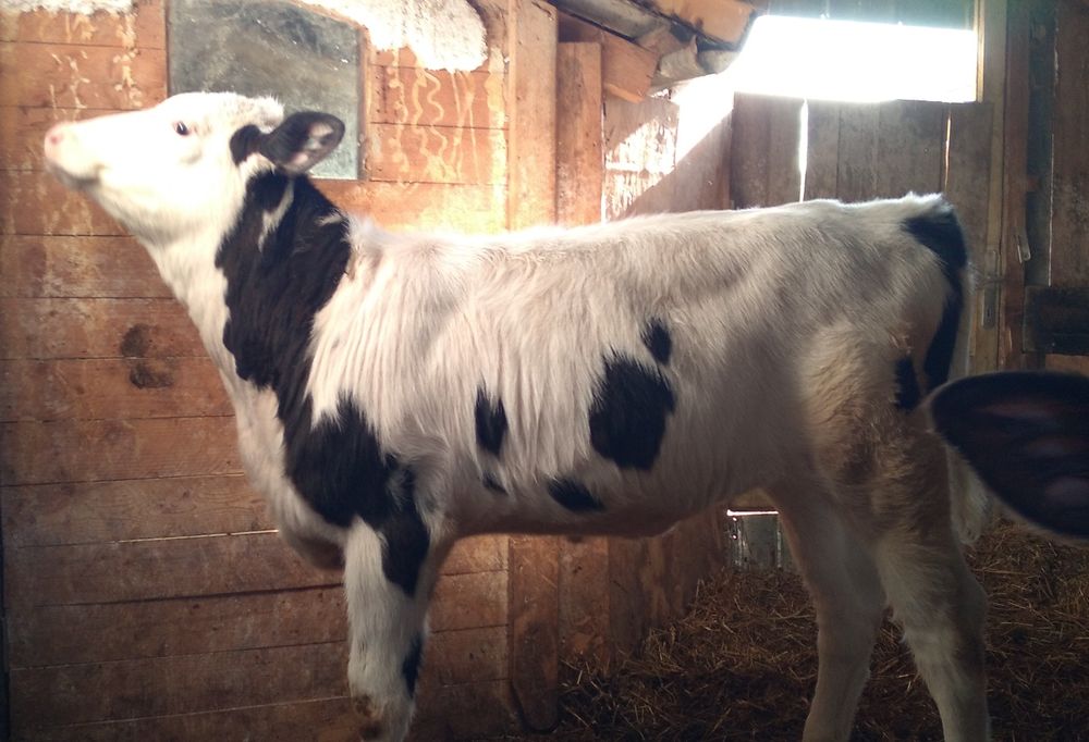 Vițea   de  Vînzare