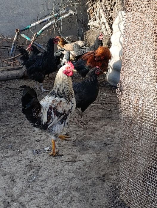 Продаются молодые петушки