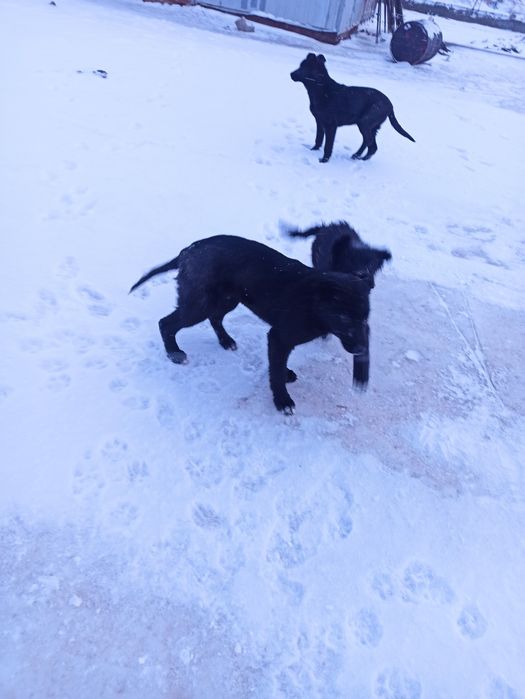 Отдам бесплатно 3 щенков