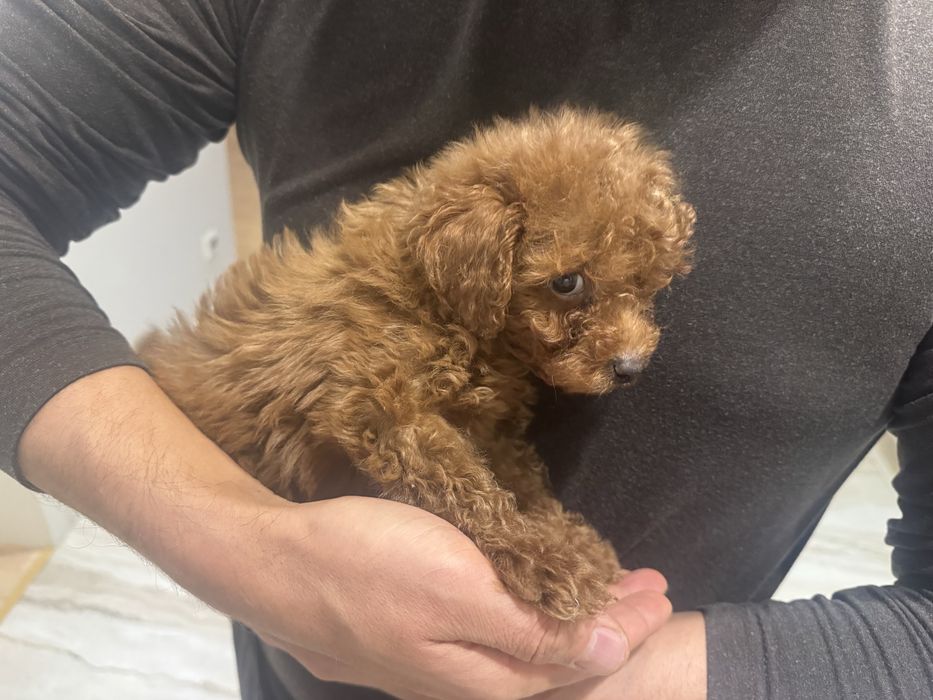 Той пудель собака