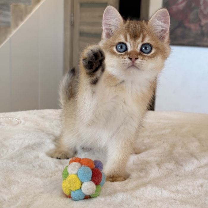 British  Shorthair Golden