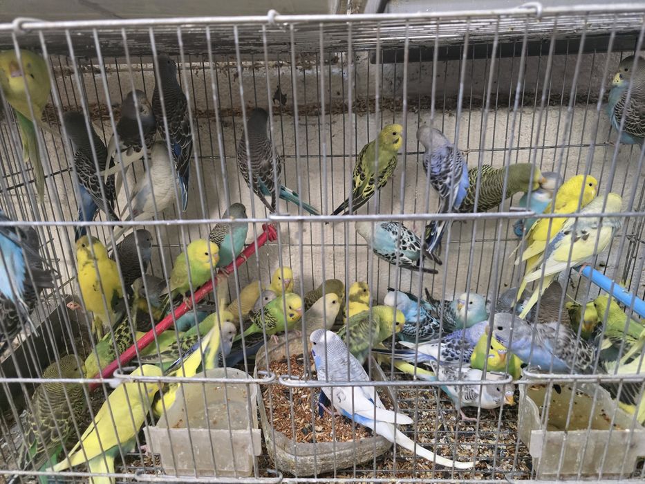 Волнисти папугаи