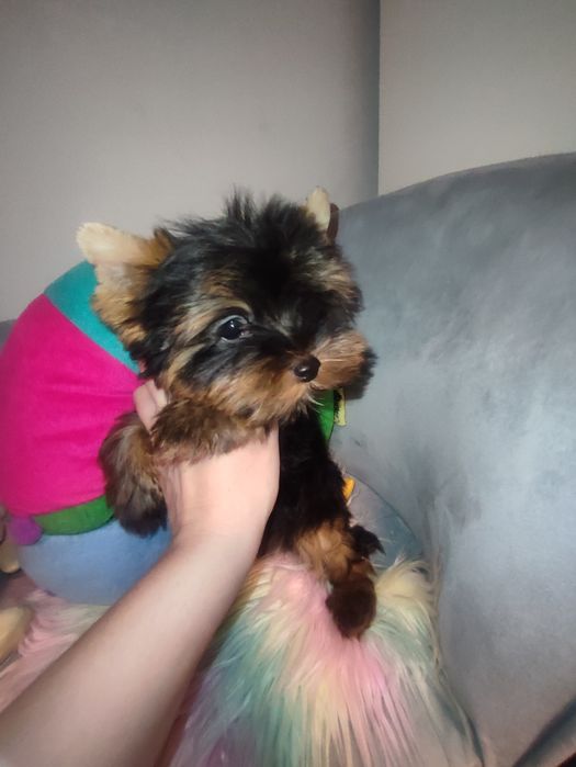 Yorkshire negru cu maro