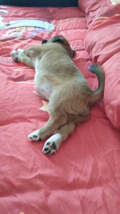 Donez caine talie mica