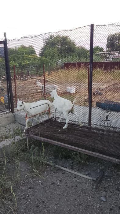 Коза и два козлёнка, бараны