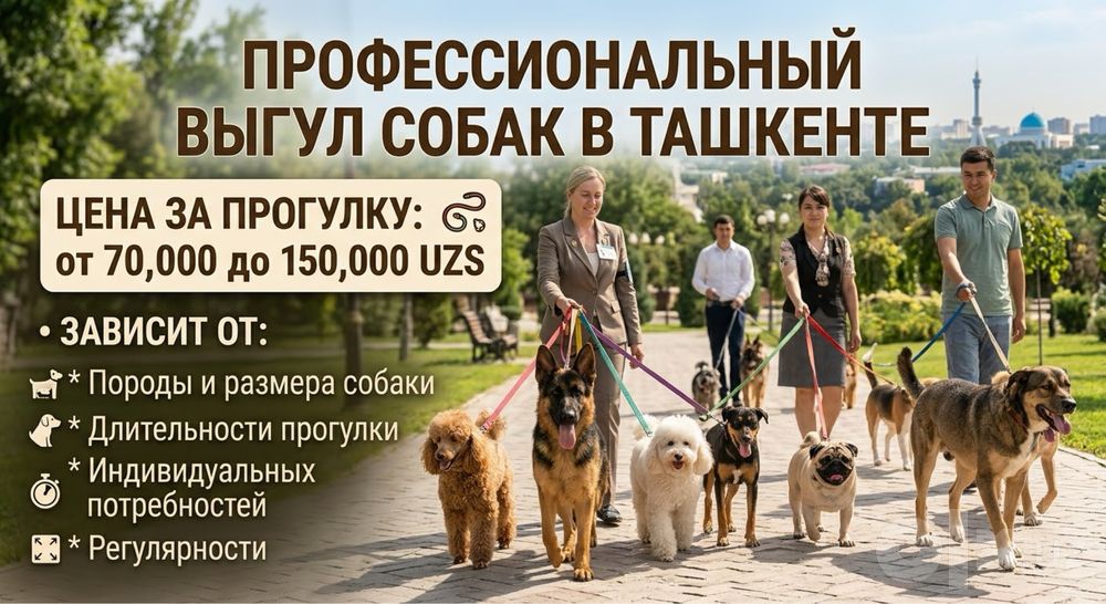 Профессиональный выгул собак в Ташкенте