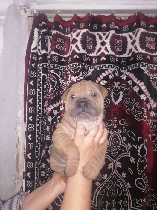 Шарпейчики бронь