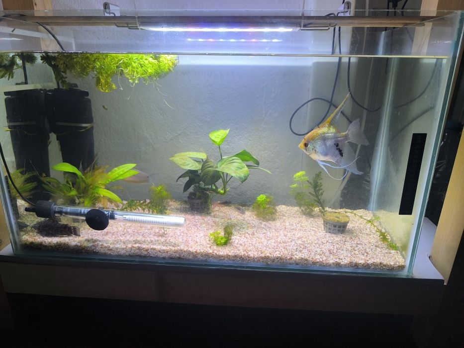 Două acvarii complete 85 litri