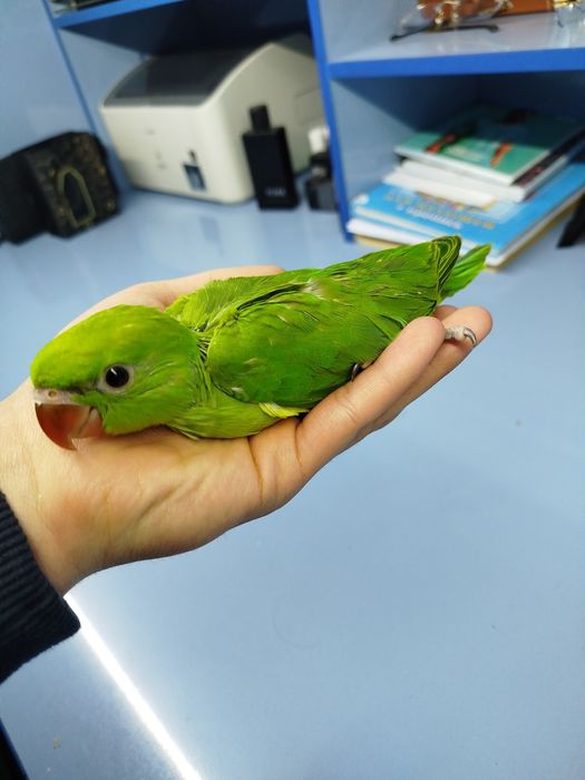 Ручной ожереловый попугай