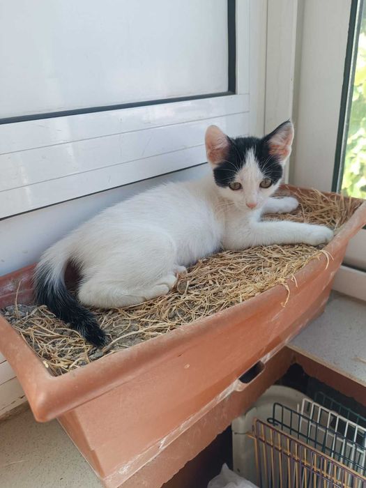 Подарявам женско коте