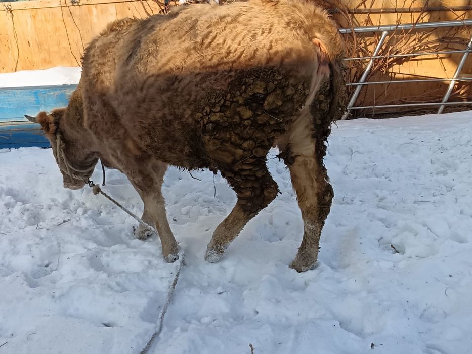 Корова сиыр теленок