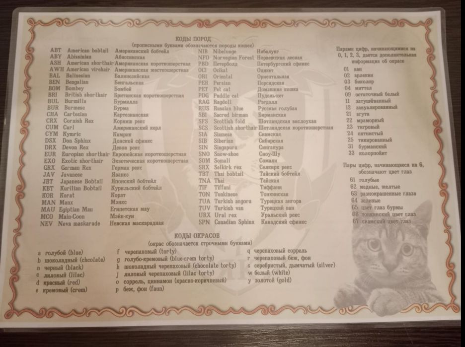 Девочка чистокровная бенгал