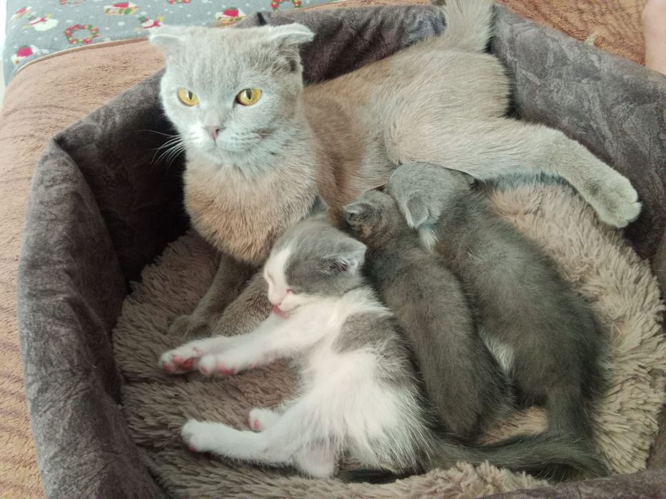 Веслоухая 3 котят