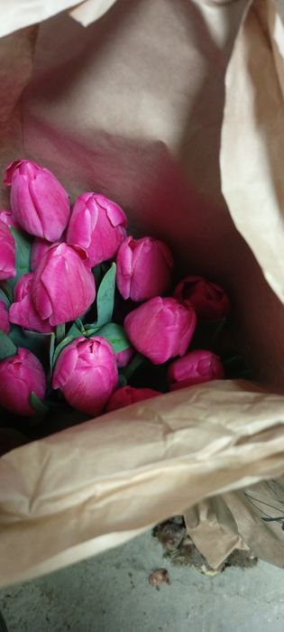 Тюльпаны оптом и розницу